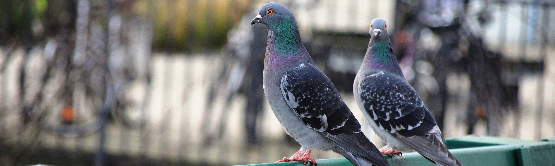 Les fils tendus anti pigeons