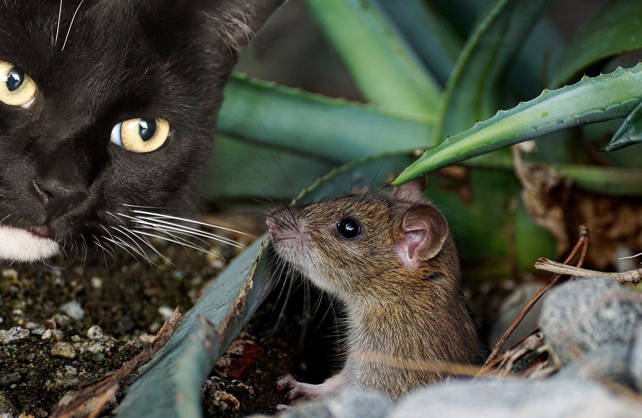 Appareil à ultrasons pour chasser les souris et rats dans une grande maison